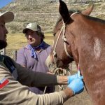 SAG Biobío intensifica vigilancia sanitaria en equinos