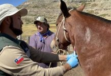 SAG Biobío intensifica vigilancia sanitaria en equinos
