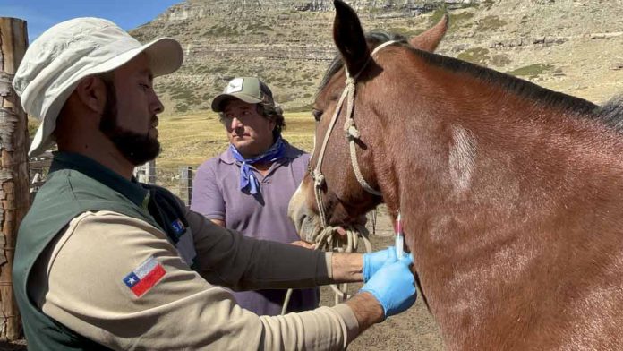 SAG Biobío intensifica vigilancia sanitaria en equinos
