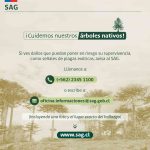 SAG lanza fichas de especies nativas para promover el cuidado de la sanidad del bosque