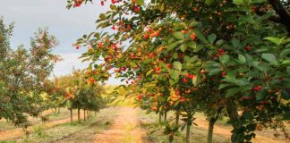 Temporada de cerezas deja pérdidas por al menos US$1,600 millones