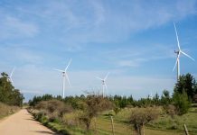 Vientos de cambio fauna chilena en peligro por los parques eólicos