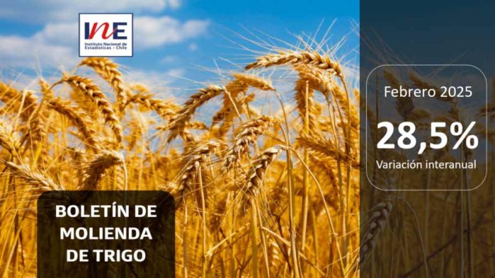 INE Biobío publica cifras de molienda de trigo correspondiente a febrero de 2025