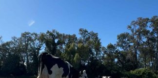 Investigador de INIA da a conocer cómo se calcula el balance de carbono para predios ganaderos