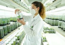 Alianza estratégica entre Agristar y Semillas Fitó