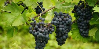 Los precios de uva vinífera de la vendimia 2025 comenzaron a publicarse en el sitio web de Odepa