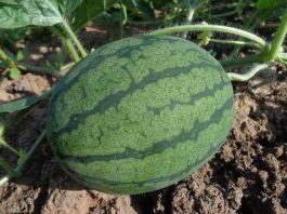 Chile avanza en el desarrollo de sandías que toleren mejor la escasez hídrica