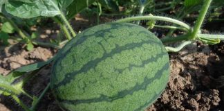 Chile avanza en el desarrollo de sandías que toleren mejor la escasez hídrica