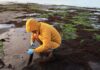 2° versión del Encuentro de Mapeadores de Macroalgas reunirá a especialistas ibero-latinoamericanos en formato 100% online