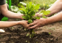 Manejo Integrado de la Nutrición (MIN) en la Agricultura Sustentable