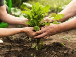 Manejo Integrado de la Nutrición (MIN) en la Agricultura Sustentable