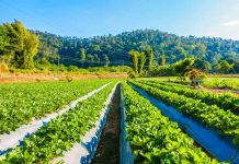 Agricultura y escasez hídrica