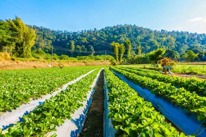 Agricultura y escasez hídrica