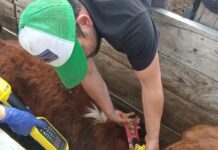 Si compras DIIO o aretes para tus animales, no olvides tu Declaración de Existencia Animal