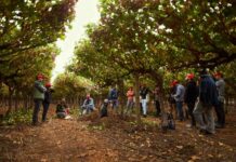 Bayer ForwardFarming: Estudiantes de Agronomía de la Universidad de Chile participan en recorrido por campo con foco en sustentabilidad 