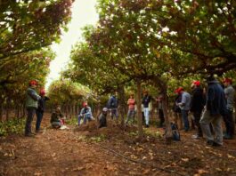 Bayer ForwardFarming: Estudiantes de Agronomía de la Universidad de Chile participan en recorrido por campo con foco en sustentabilidad 