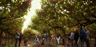 Bayer ForwardFarming: Estudiantes de Agronomía de la Universidad de Chile participan en recorrido por campo con foco en sustentabilidad 