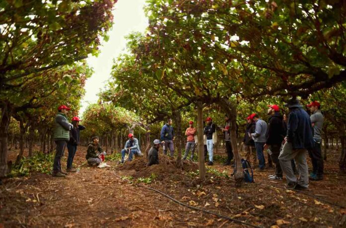 Bayer ForwardFarming: Estudiantes de Agronomía de la Universidad de Chile participan en recorrido por campo con foco en sustentabilidad 