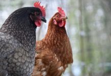 Beneficiarios con seguros subsidiados por el estado en el sector agrícola alcanzan más de 53 mil el año 2024
