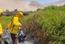 Brigadistas forestales de CONAF controlan dos incendios forestales provocados por quemas ilegales en Lluta y Azapa