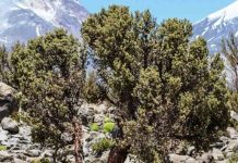 CONAF invita a profesionales del sector forestal a inscribirse en registro de consultores en Arica y Tarapacá
