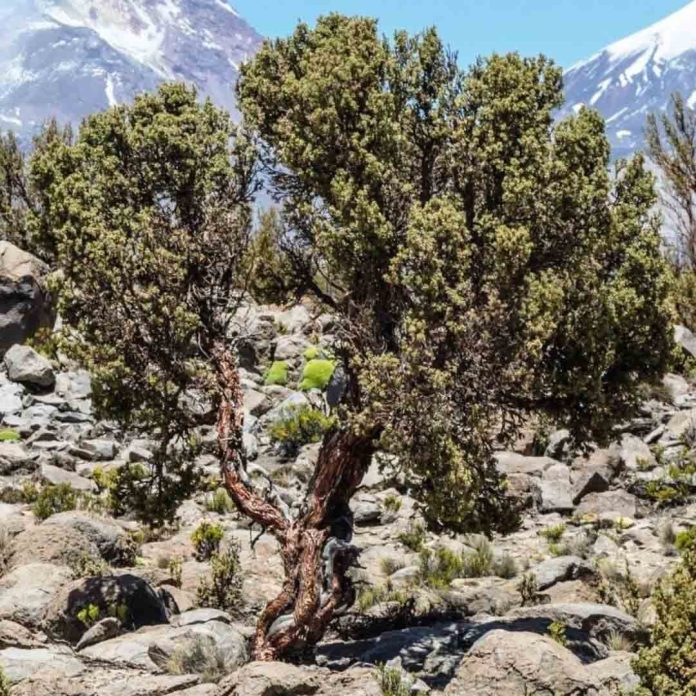 CONAF invita a profesionales del sector forestal a inscribirse en registro de consultores en Arica y Tarapacá