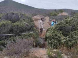 CONAF refuerza labor en proyectos SEIA para proteger y conservar la vegetación