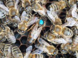 Chile realizó el primer envío de abejas reinas a Centro América