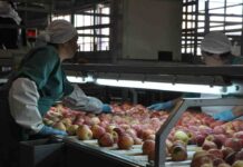 Chile y Perú acuerdan la reapertura a la exportación de manzanas chilenas