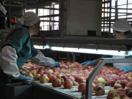Chile y Perú acuerdan la reapertura a la exportación de manzanas chilenas