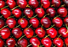 Claves para la próxima temporada de la cereza