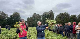 Experto de INIA: “la producción de porotos puede ser una alternativa rentable en la Región de Los Ríos”
