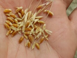 Expertos internacionales se reunirán en Chile ante amenaza alimentaria