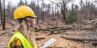 “Gender Analytics”: desarrollan app para calcular brecha salarial en el sector forestal