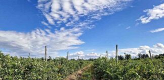 INIA impulsa uso eficiente del agua de riego entre agricultores mediante sistema Smartfield o “campo inteligente”