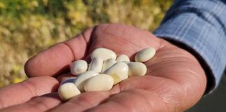 Investigadores de Chile y Estados Unidos buscan generar variedades de porotos resistentes a “virus del mosaico” y a gorgojos