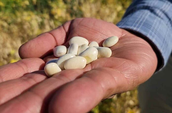 Investigadores de Chile y Estados Unidos buscan generar variedades de porotos resistentes a “virus del mosaico” y a gorgojos