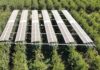 La Agricultura del Futuro: cómo los paneles agrofotovoltaicos están mejorando los cerezos y cuidan el medio ambiente