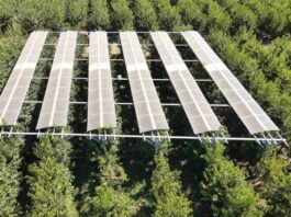 La Agricultura del Futuro: cómo los paneles agrofotovoltaicos están mejorando los cerezos y cuidan el medio ambiente