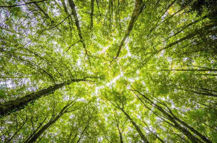 Los desafíos y compromisos de Chile en los cuidados del agua y la biodiversidad