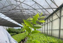 La Asociación de Viveros de Chile AGV apuesta por Multiplex-Viroscope: innovación en el diagnóstico fitosanitario