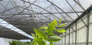 La Asociación de Viveros de Chile AGV apuesta por Multiplex-Viroscope: innovación en el diagnóstico fitosanitario