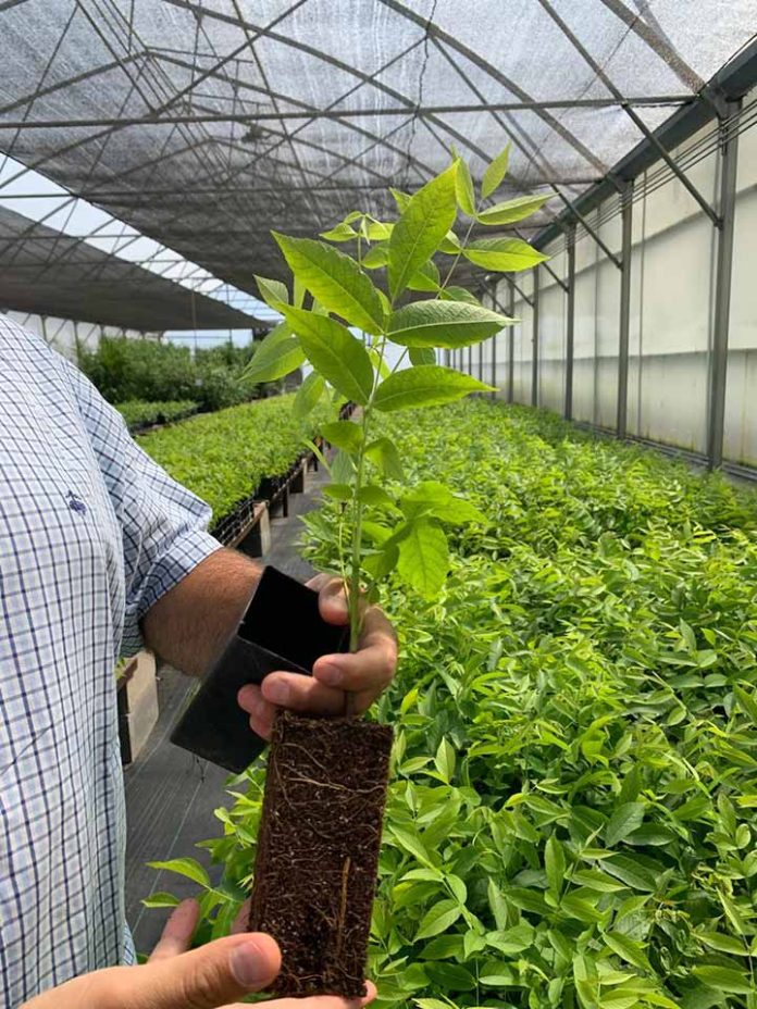 La Asociación de Viveros de Chile AGV apuesta por Multiplex-Viroscope: innovación en el diagnóstico fitosanitario