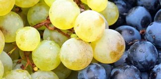 Nuevos aranceles de Estados Unidos: Autoridades llaman a la tranquilidad del sector frutícola de la Región de Valparaíso y destacan nuevas oportunidades para productores