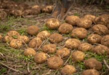 PepsiCo y Yara colaboran para reducir las emisiones en la agricultura