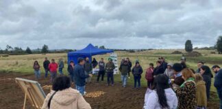 Pequeños productores y asesores técnicos de Chiloé participaron en jornada técnica sobre suelo, agua y rendimiento en papas 