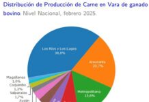 Producción de carne en vara de ganado bovino de la Región del Biobío presentó una disminución interanual de 25,7% en febrero de 2025