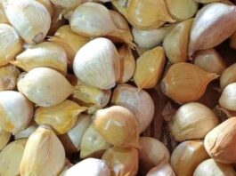 SAG Los Lagos certifica semilla de ajo chilote y destaca esfuerzo de productores/as de Chiloé