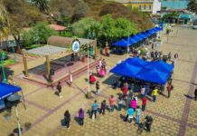 Taltal celebró la Gran Fiesta de la Cosecha Olivícola con un decidido apoyo de INDAP 