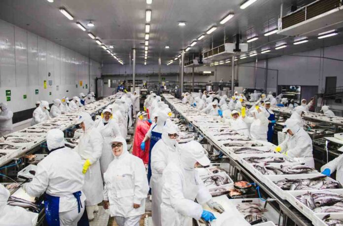 Trabajadoras de la industria pesquera del Biobío exponen en la Comisión de Hacienda del Senado: “Esta ley significa despidos”
